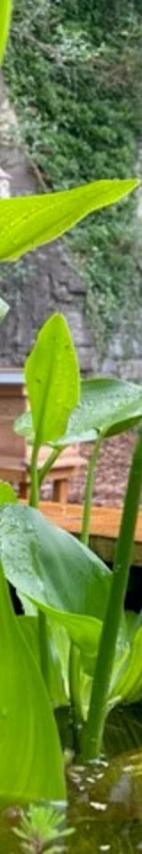 New Pond